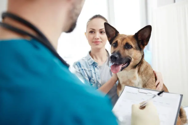 assurance animale